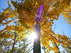 -羊亭河湿地公园