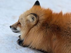 -宫城藏王狐狸村