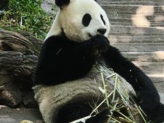 -都江堰中华大熊猫苑
