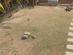 -广东惠东海龟国家级自然保护区
