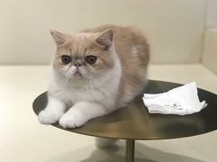-飞行喵MR PILOT|猫舍·猫咖(静安大融城店)