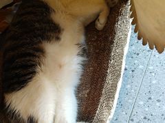 -牟记江湖重庆地标特色菜鱼蛋海鲜羊蝎子(巴南区黑金冠十多年好店)