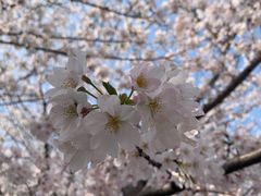 -武汉大学-樱园