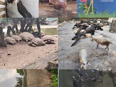 -广州长隆飞鸟乐园