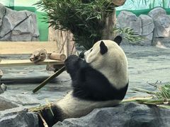 -秦皇岛野生动物园