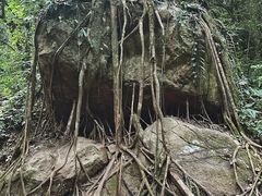 -莫里热带雨林景区