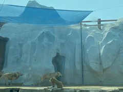 -秦皇岛乐岛海洋王国