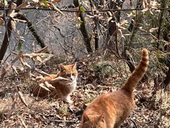 -终南山南五台景区