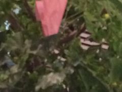 iphone_upload_pic-人民大会堂