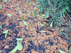 -崇明东平国家森林公园烧烤房车露营地