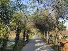 -上海长兴岛郊野公园