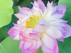 -龙抄手食府(浣花北路店)