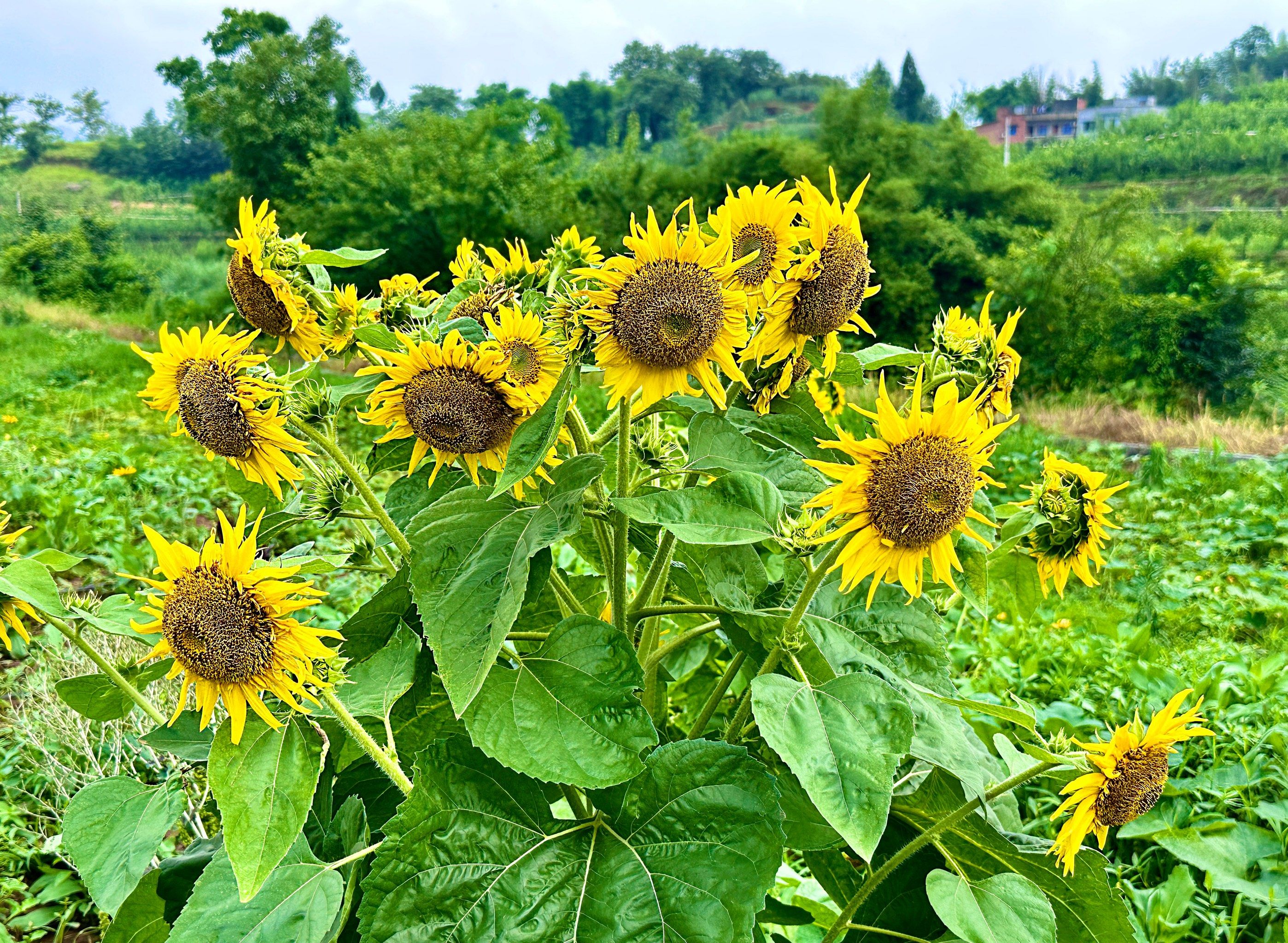 重庆市璧山区"花仙子万花园"的向日葵开了