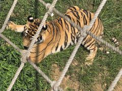 -西霞口神雕山野生动物世界