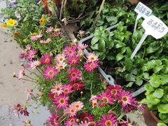 -桂林市花鸟市场