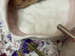 -钓仓鼠(洋桥北里小区店)