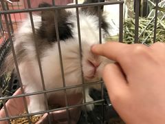 -藦茜花园宠物主题亲子互动体验馆(国顺东路店)