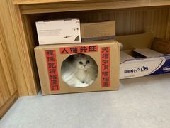 -御宝贝·A梦猫科宠物医院(国际猫友好医院)