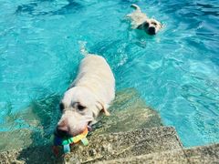 -趣玩宠物乐园寄养训犬训狗游泳池