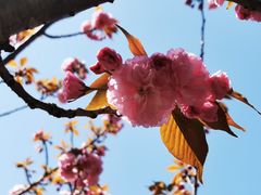 -高东镇樱花园