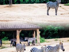 -杭州野生动物世界