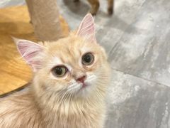 -楼上猫咖(罗湖店)
