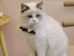 -猫咪派对(江南西店)