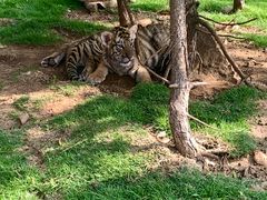 -西霞口神雕山野生动物世界