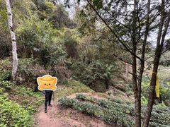 -武夷山风景名胜区-玉女峰