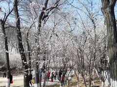 -桃花堤公园