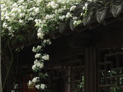 -芥子园