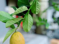-Jap Jap Cafe(美院店)