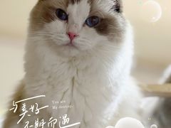 -猫宠乐园·专业洗护