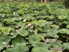 -荷塘月色湿地公园·向阳花洲