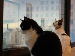 -有喵·猫咖·狗咖·30几只猫10只小狗(岗厦店)