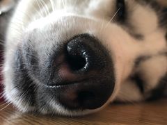 -Husky Go! 哈士奇体验馆·宠物咖啡厅狗咖