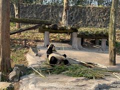 -都江堰中华大熊猫苑