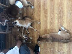 -柴犬高等学院·狗咖·柴犬售卖·宠物训练