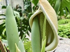 -东莞植物园