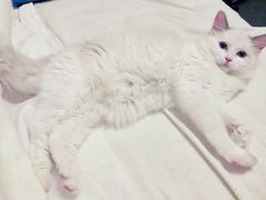 -猫大福·Fortune Cat猫舍(百子湾店)