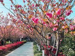 -高东镇樱花园
