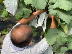 -马陆小张葡萄园农家乐