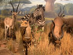 -陕西自然博物馆