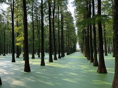 -渌洋湖湿地公园