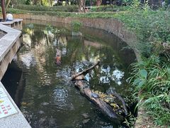 -九龙公园