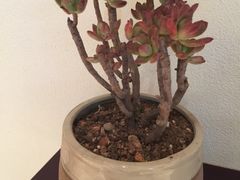 -杭州龙禧福朋喜来登酒店