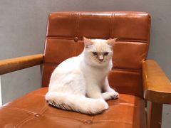 -藏猫猫咖啡主题馆(中央大道店)