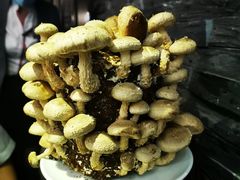 活体菌菇-捞王锅物料理(温州万象城店)