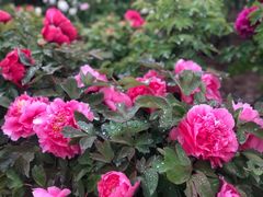-曹州百花园