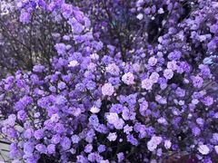 -ChaKo Flora ·茶子花艺 (市北店)